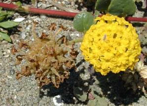 Abronia latifolia (yellow sand verbena, coastal sand verbena)