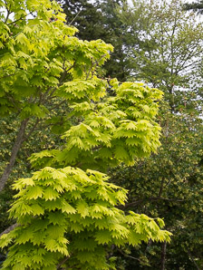 Acer shirasawanum (golden full moon maple, Aureum golden full moon maple)