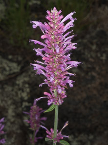 Agastache pallidiflora (giant hyssop)