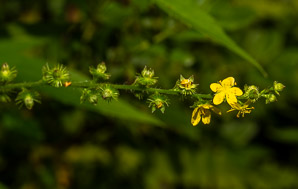Agrimonia striata (roadside agrimony)