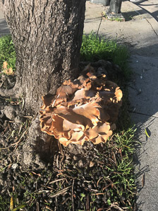 Armillaria mellea (honey mushroom, honey fungus)