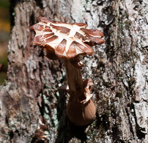 Armillaria ostoyae (dark honey fungus, honey fungus)