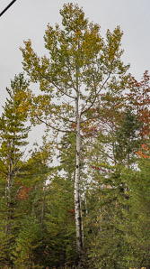 Betula papyrifera (American white birch, paper birch, canoe birch, silver birch, American birch, white birch)