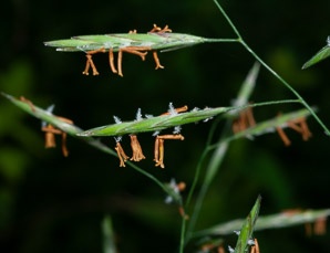 Bromus inermis (smooth brome)