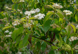 Cornus amomum (silky dogwood)