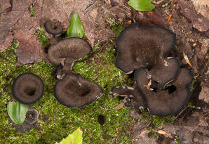 Craterellus cornucopioides (black trumpet, horn of plenty, black chanterelle, trumpets du mort)
