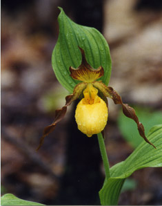 Cypripedium parviflorum (small yellow lady’s slipper, yellow lady’s slipper, lesser yellow lady’s slipper)