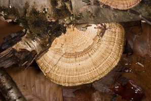 Daedaleopsis confragosa (thin walled maze polypore, blushing bracket, thin-walled maze polypore)