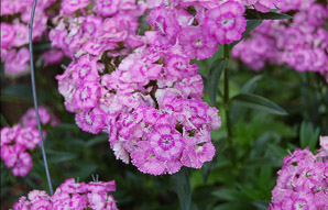 Dianthus barbatus (sweet William, sweetwilliam)