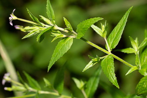 Epilobium ciliatum (northern willowherb, slender willow herb, fringed willowherb, willowherb, American willow-herb)