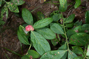 Hemadas nubilipennis (blueberry stem gall wasp)