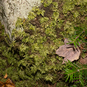 Hylocomium splendens (splendid feather moss, glittering woodmoss, stairstep moss, mountain fern moss)