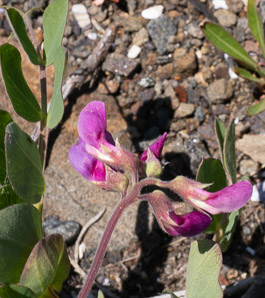 Lathyrus japonicus (beach pea, sea pea, circumpolar pea, sea vetchling)