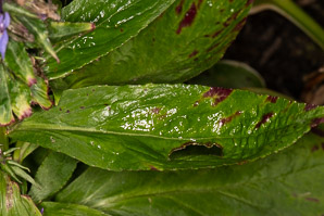 Lobelia siphilitica (great blue lobelia)