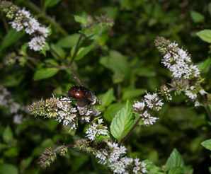 Mentha × (peppermint)