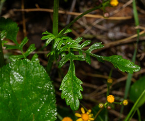 Packera aurea (butterweed, golden groundsel, golden ragwort)