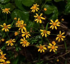 Packera aurea (butterweed, golden groundsel, golden ragwort)