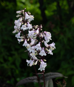 Penstemon digitalis (foxglove beardtongue, talus slope penstemon, white beardtongue)