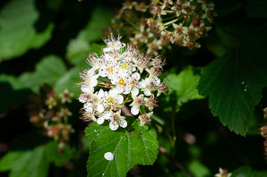 Physocarpus opulifolius (Atlantic ninebark, common ninebark, ninebark)
