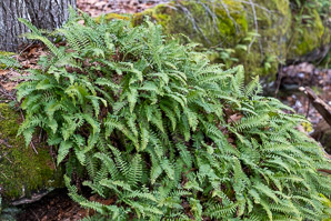 Polypodium virginianum (common polypody, rock polypody, rock cap fern)