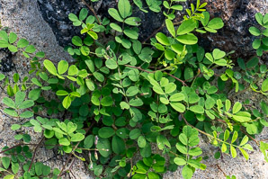 Senna obtusifolia (sicklepod, Java-bean)