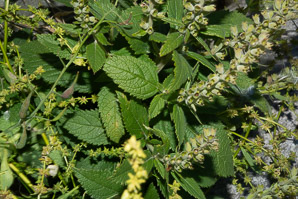 Teucrium canadense (American germander, Canada germander)