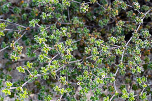 Tiquilia galapagoa (gray matplant, tiquilla)