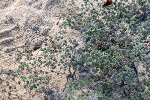 Tiquilia galapagoa (gray matplant, tiquilla)