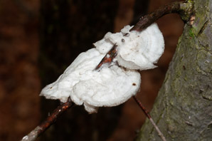 Tyromyces chioneus (white cheese polypore)