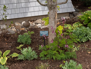 Acer shirasawanum (golden full moon maple, Aureum golden full moon maple)