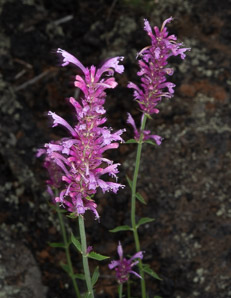 Agastache pallidiflora (giant hyssop)