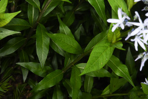 Amsonia tabernaemontana (dwarf bluestar, common bluestar, eastern bluestar)
