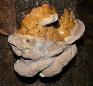 Fomes fomentarius (tinder fungus, hoof fungus)