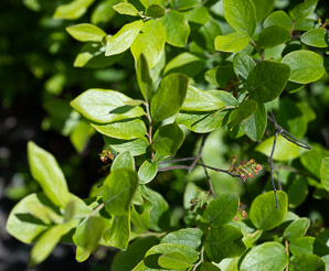 Gaylussacia baccata (black huckleberry, common huckleberry)