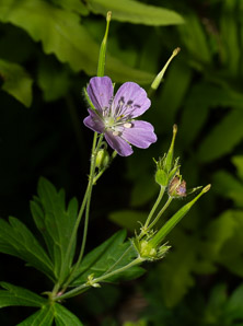 Geranium maculatum (wild geranium, spotted geranium, wood geranium)