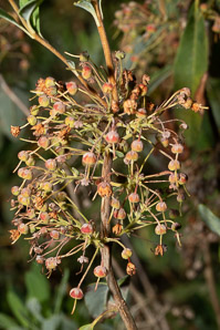 Kalmia angustifolia (sheep laurel)