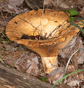 Lactifluus deceptivus (deceiving milkcap)