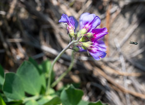Lathyrus japonicus (beach pea, sea pea, circumpolar pea, sea vetchling)
