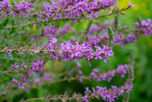 Lythrum salicaria (purple loosestrife)