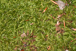 Mnium hornum (swan’s-neck thyme-moss, horn calcareous moss)