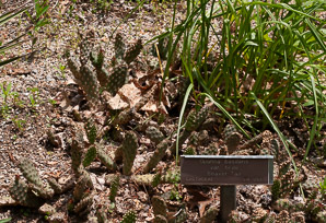 Opuntia basilaris (beavertail cactus, beavertail pricklypear)