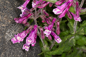 Penstemon hirsutus (hairy beardtongue, hairy penstemon)