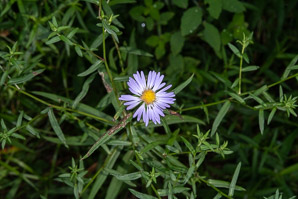 Symphyotrichum novi-belgii (New York aster)