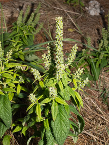 Teucrium canadense (American germander, Canada germander)