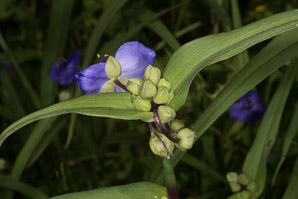 Tradescantia ohiensis (smooth spiderwort, bluejacket)