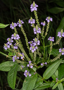 Verbena hastata (blue vervain, blue verbena, swamp vervain, Simpler’s joy, common verbena, swamp verbena)
