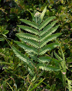 Woodwardia virginica (Virginia chain fern, Virginia chainfern)
