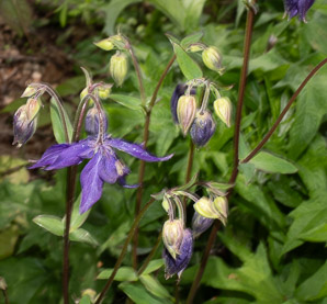 Aquilegia vulgaris (columbine, European columbine)