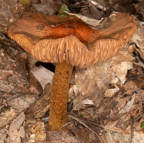 Cortinarius corrugatus
