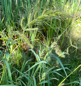 Echinochloa crus-galli (barnyard grass, barnyardgrass)